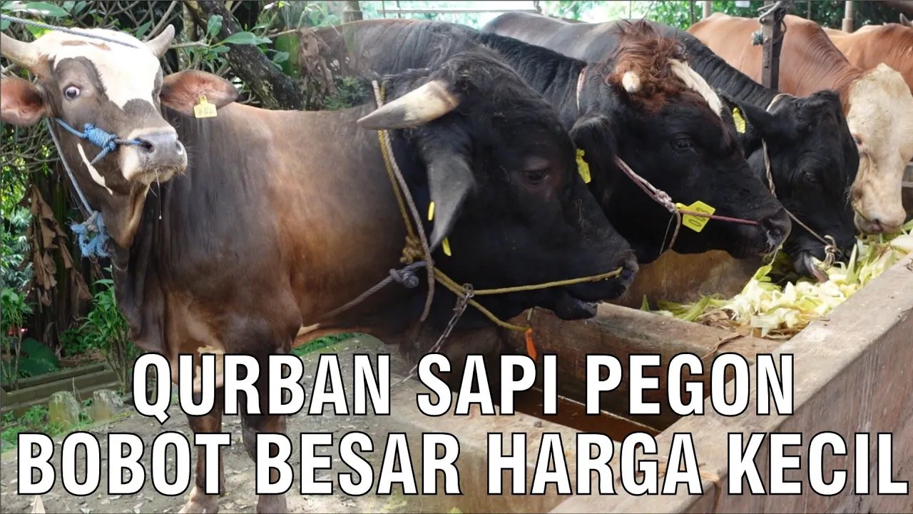 
                                 Qurban-Sapi-Pegon-Bobot-Besar-Harga-Kecil
